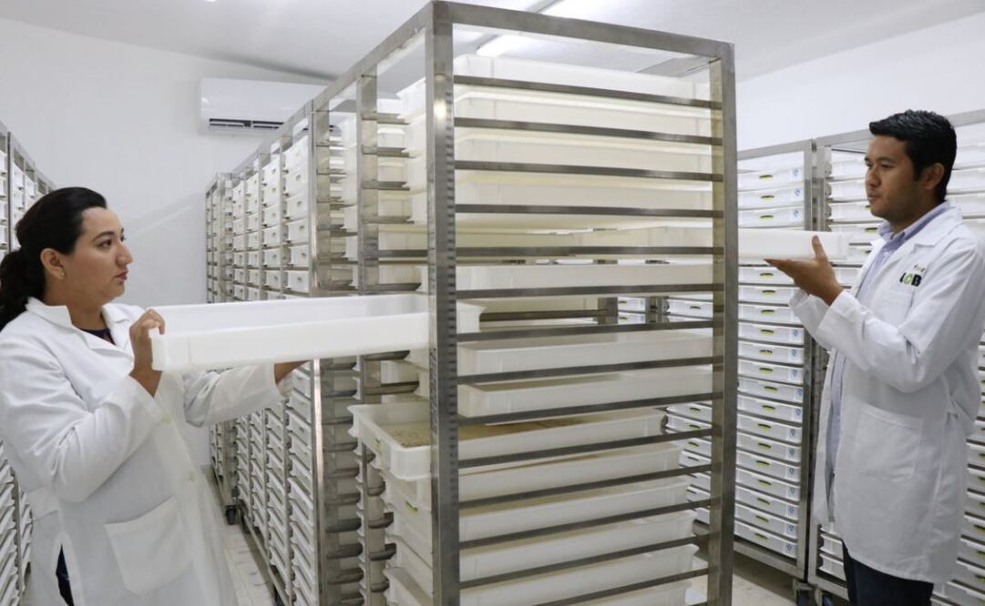 Yucatán usará "moscos buenos" para contrarrestar moscos del aedes aegypti, transmisores del dengue, chikingunya y zika.
Foto: Especial