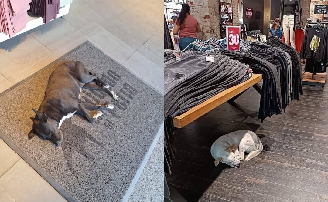 La marca de ropa se volvió tendencia en redes sociales por su buena acción. Fotos: ´X´