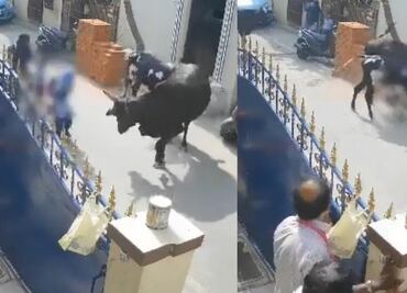 VIDEO: Vaca embiste a una menor en India; el dueño del animal fue arrestado