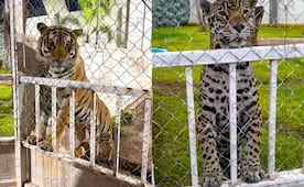Cateo por robo de neumáticos revela predio con leones y un tigre en SLP; FGR asegura miles de llantas, vehículos y maquinaria pesada