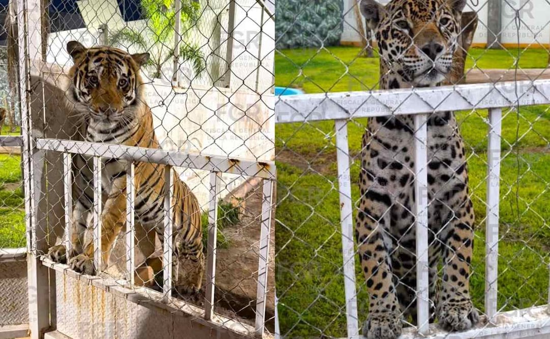 Cateo por robo de neumáticos destapa predio con vehículos robados y fauna exótica en SLP; hay 3 detenidos.
Foto: Especial.