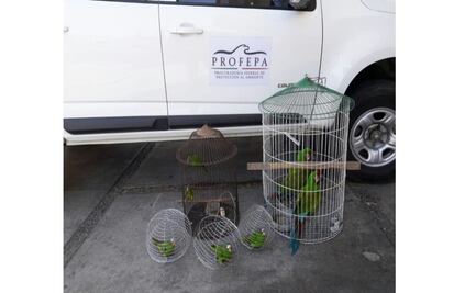 Rescatan a siete aves abandonadas por comercio ilegal en Sinaloa