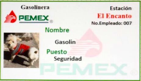 Conoce a Gasolín, el famoso perrito que trabaja en una gasolinera