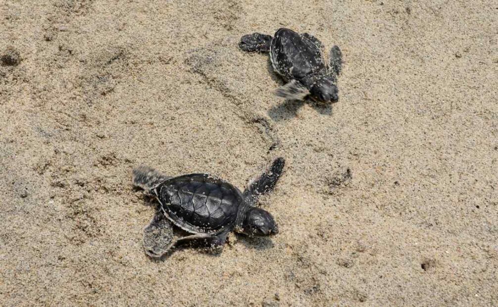 La Compesca vigila y protege a las tortugas tanto de la actividad humana, como de diversos depredadores. Foto: Especial