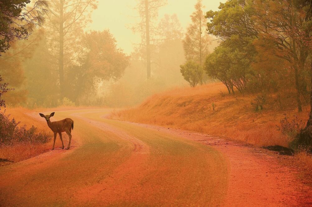 Un venado pasa por un camino afectado por el incendio Carr, cerca de Redding, en California. Según los servicios de emergencia, unas 63 mil hectáreas han sido consumidas por las llamas en los 14 incendios que hay en el estado (AFP)