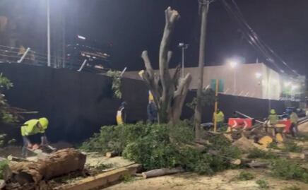 Video. Derriban 80 árboles de perímetro externo de la Embajada de EU en México