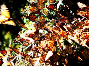 Mantienen labor permanente para preservar la Mariposa Monarca