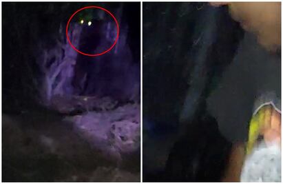 “¡Ya no lo provoques!”: Así reaccionaron jóvenes que grabaron VIDEO de Gorila en Hidalgo