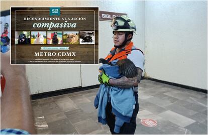 Metro CDMX gana reconocimiento de PETA tras salvar gallina de las vías en Línea 9