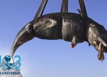 Hallan ballena embarazada muerta con 22 kilos de plástico en su interior