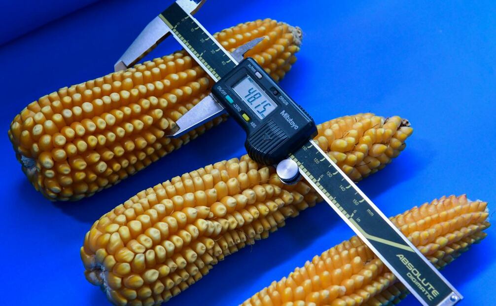 Edomex premia e a ganadores del primer concurso de Maíz Nativo y Amaranto (23/03/2025). Foto: Especial