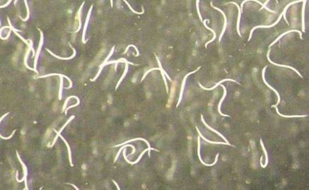 Descubren gusano nematodo invisible capaz de controlar plagas en cultivos cálidos