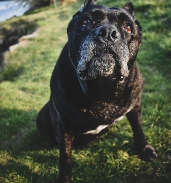 Este mapa muestra las razas de perros más populares del mundo