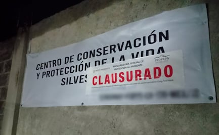 Profepa clausura temporalmente "Animal Experience" y asegura nueve ejemplares tras escape del tigre Kenzo; detecta irregularidades