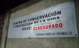 Profepa clausura temporalmente "Animal Experience" y asegura nueve ejemplares tras escape del tigre Kenzo; detecta irregularidades