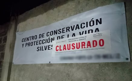 Profepa clausura temporalmente "Animal Experience" y asegura nueve ejemplares tras escape del tigre Kenzo; detecta irregularidades