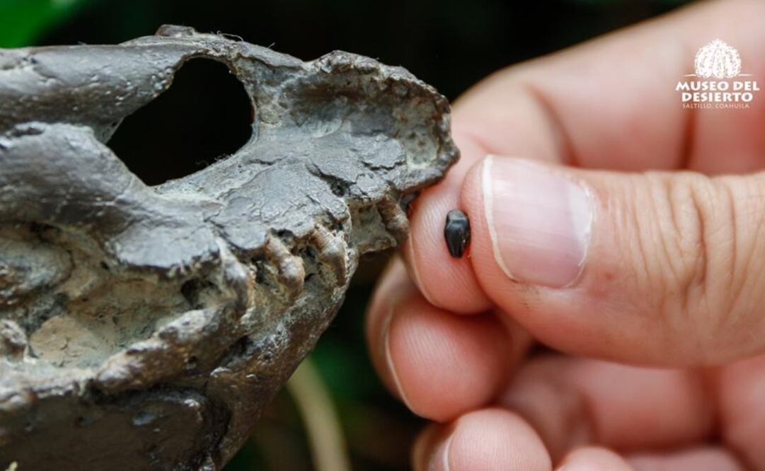 Descubren fósiles de hace 72 millones de años en Coahuila (Foto: cortesía del Museo del Desierto)