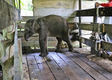 Muere elefante bebé en Indonesia tras perder la mitad de su trompa en trampa furtiva