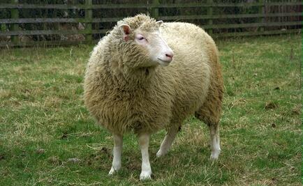 Dolly, la oveja clonada, cumpliría 20 años 