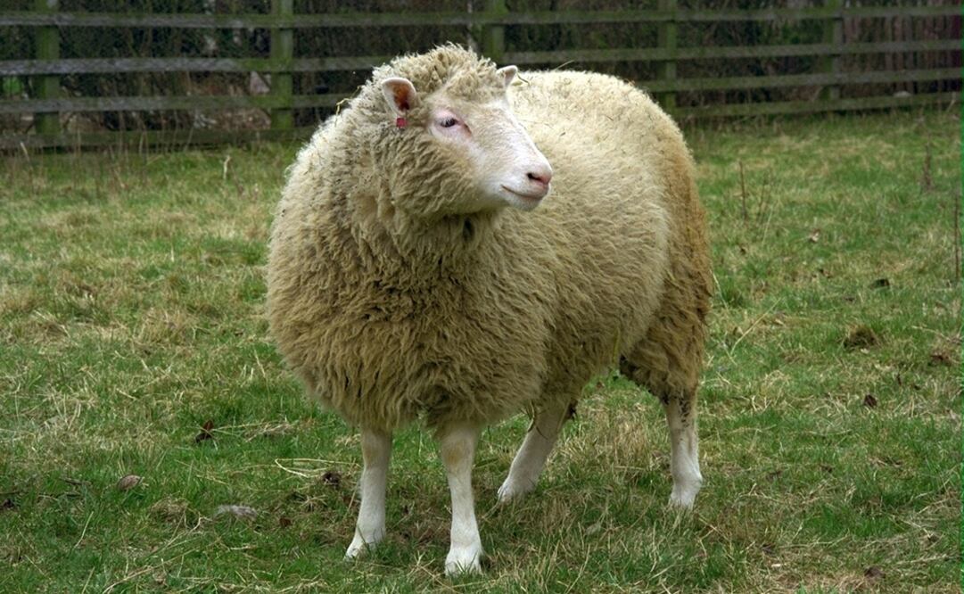 (Foto: Archivo/Xinhua)