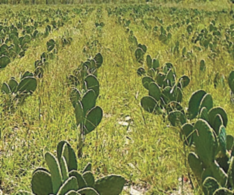 Organizaciones campesinas acusaron que la Ley de Variedades Vegetales posibilitaría que transnacionales se apropien de semillas y plantas nacionales, como el nopal. Foto: ARCHIVO EL UNIVERSAL
