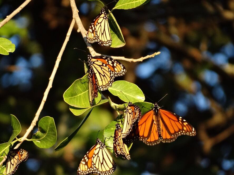 Las mariposas monarca estarán en México hasta marzo de 2018. (Foto: Cortesía CONANP)