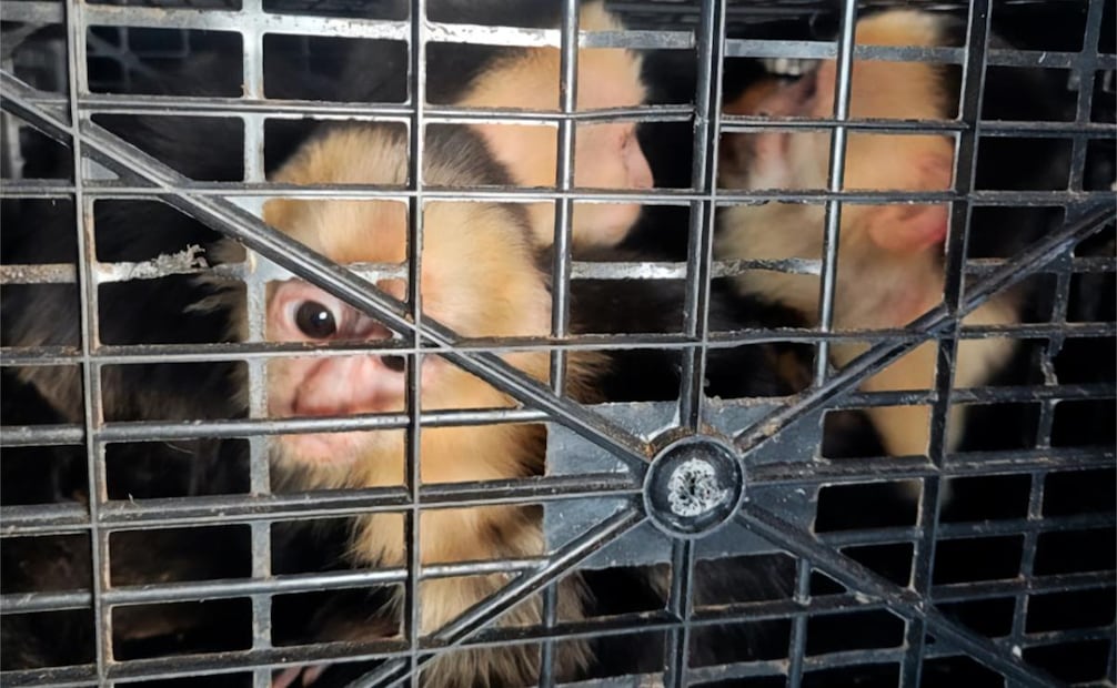 Profepa recibe 10 monos capuchinos que eran trasladados ilegalmente en Tabasco (06/04/2026). Foto: Profepa