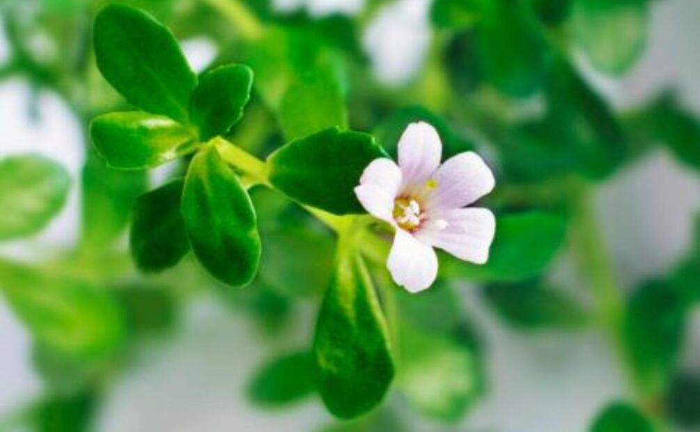 Bacopa, la hierba ancestral que cautiva a la ciencia moderna. Fuente: Freepik.