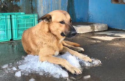 Hoy, miércoles 21 de junio, se esperan temperaturas máximas de 40 a 50 grados en Sonora
