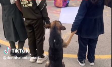 Perrito da el ejemplo al participar en simulacro escolar por sismo