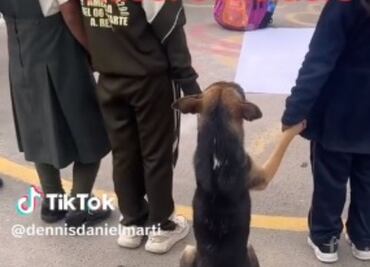 Perrito da el ejemplo al participar en simulacro escolar por sismo