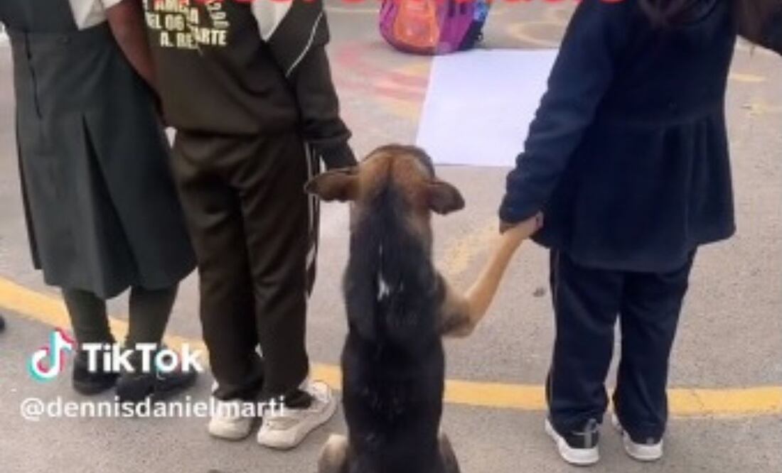 Perro. Fuente: Captura TikTok @dennisdanielmarti