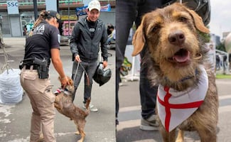 Devuelven al perrito "Haaland" a su dueño durante jornada de adopción; llevaba meses perdido