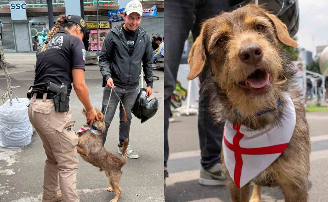 La SSC lleva a cabo una jornada de adopción de perros y gatos en la Glorieta de los Insurgentes donde encontraron al dueño original del lomito. Foto: Especial