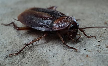 ¿Poner el nombre de tu ex a una cucaracha? Zoo de Texas lo hace posible con esta convocatoria 