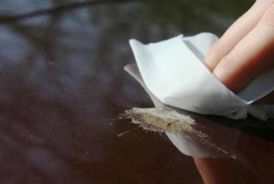 Cómo quitar excremento de pájaro de tu auto sin dañar la pintura 