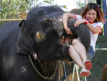Turismo con animales: crueldad por una foto