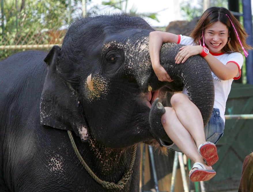 Pregunta al touroperador si sus viajes siguen una política de bienestar animal. EFE/Barbara Walton