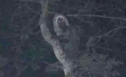 ¿Aluxes en Tren Maya? AMLO difunde foto de supuesto aluxe cerca de la obra; "Todo es místico", afirma 