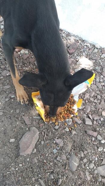 Enternece reacción de un perro al recibir croquetas