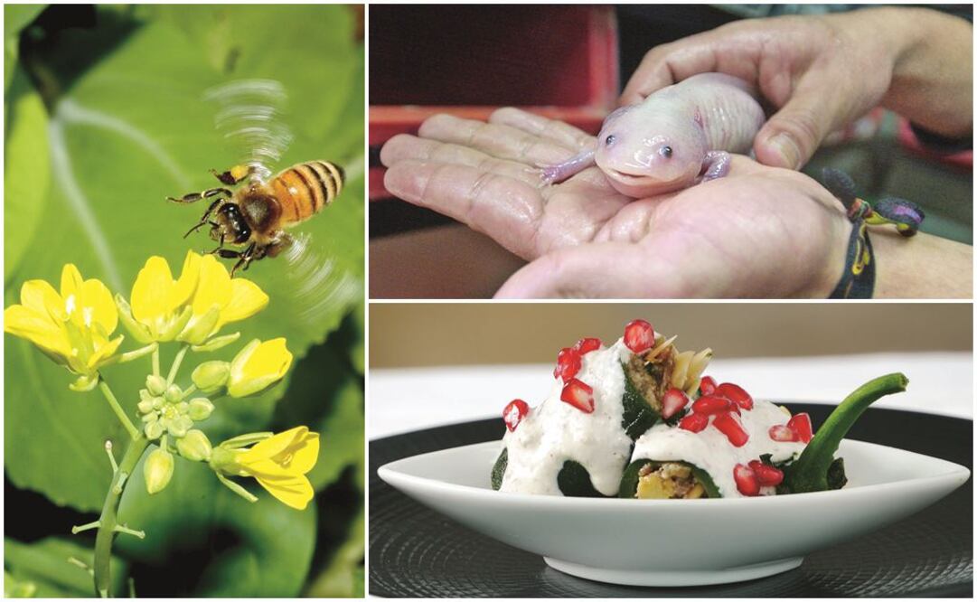 Pese a pendientes, senadores proponen días del Chile en Nogada, del Mole y de la Abeja