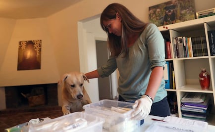 Conoce a Blat, el perro que puede diagnosticar el cáncer de pulmón