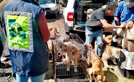 PAOT rescata a 7 perros en el Ajusco por frío extremo; animales serán valorados por veterinarios