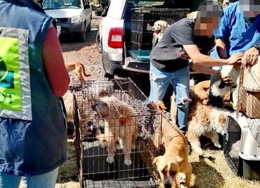 PAOT rescata a 7 perros en el Ajusco por frío extremo; animales serán valorados por veterinarios