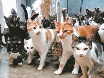 10 municipios del Edomex entre los que más abandonos de perros y gatos tienen