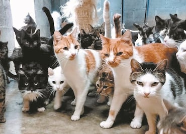 FOTOS La historia de los gatitos de San Lázaro y la mujer que los procura desde hace 30 años