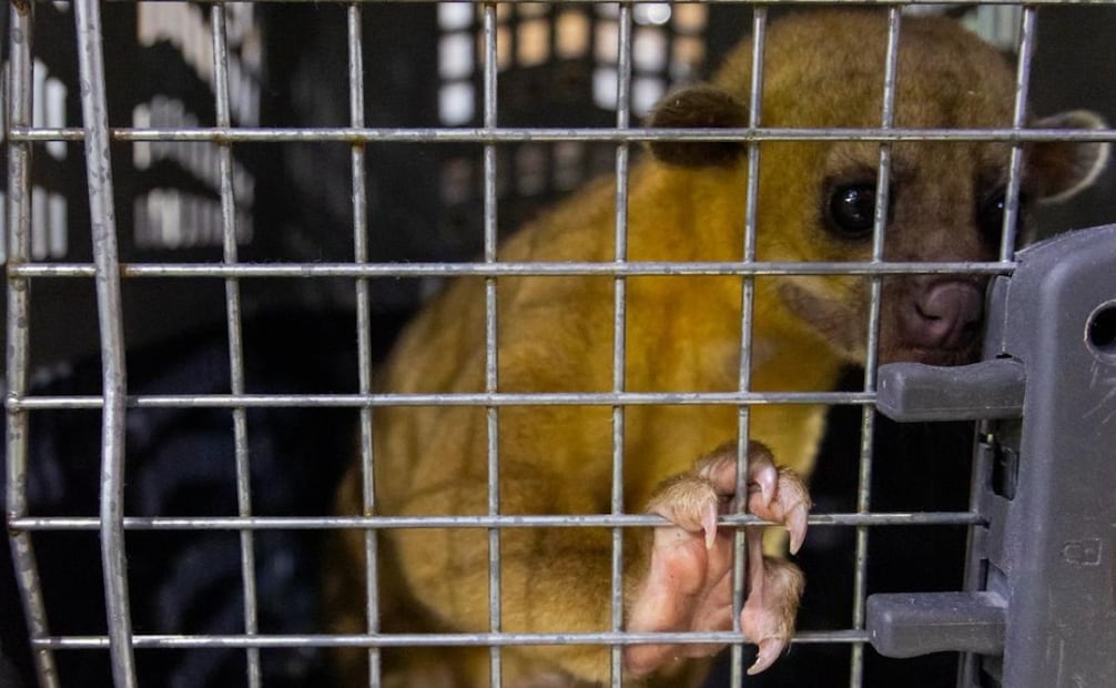 Entre los animales localizados se encuentran dos martuchas. | Foto: Especial.