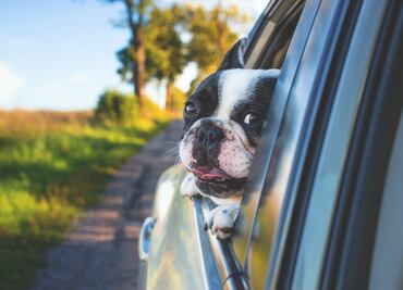 Consecuencias de dejar a tu perro dentro del auto