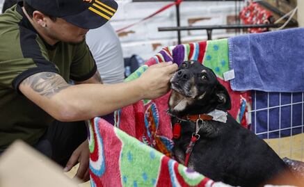 Luchan por salvar animales atrapados por inundaciones al sur de Brasil