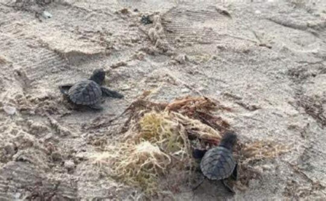 En las playas de Yucatán, la temporada de tortugas inicia entre la última semana de marzo y la primera de abril (04/03/2025). Foto: Especial